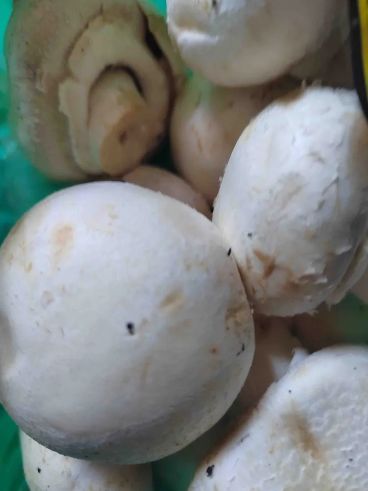 Close Cup Mushroom