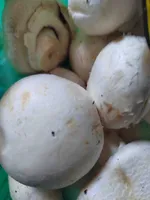 Close Cup Mushroom