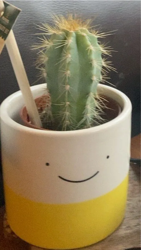 Cactus