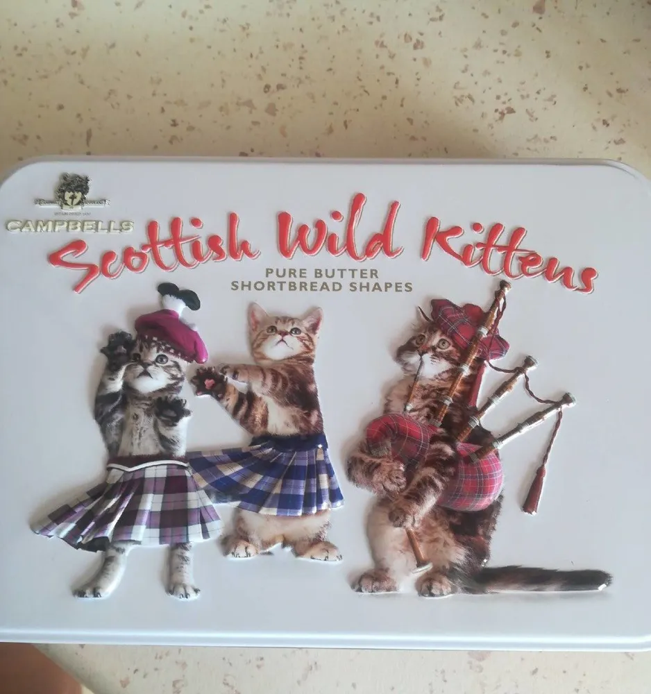 Scottish wild kittens