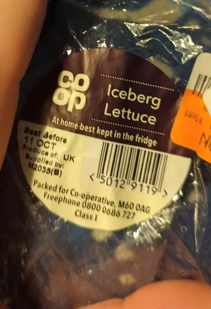 Iceberg Lettuce