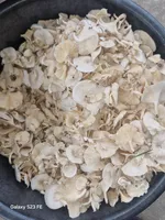 Oyster Mushroom Cluster