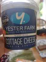 Cottage Cheese