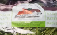 Baby spinach Laurence J Betts Ltd