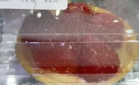 Croute fraises