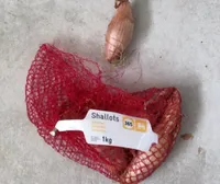 Sjalotten