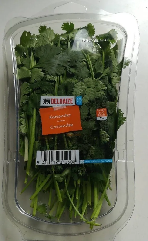 Coriandre