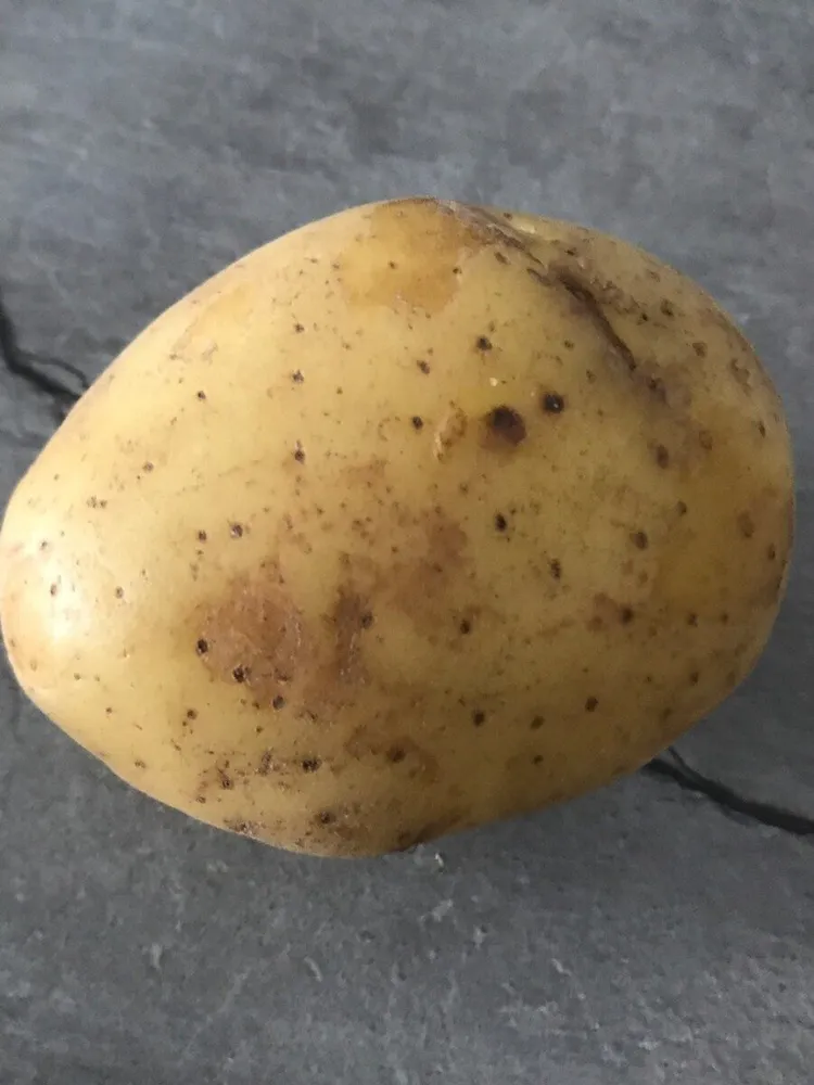 Pomme de terres