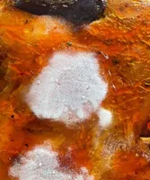 Braisade de poulet