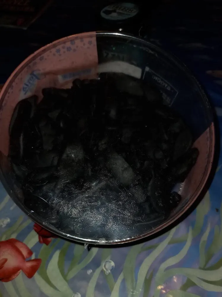 Souris noires