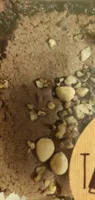Brownie chocolat noir