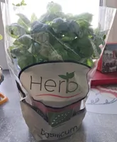 Basilic en pot Bio (Belgique)