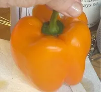 Orange pepper