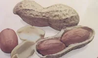 Amendoim