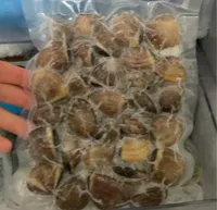 Vongola del pacifico