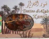 Deglet Jour Kamilia