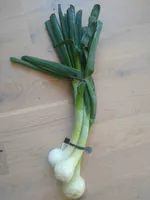 Frühlinhszwiebel