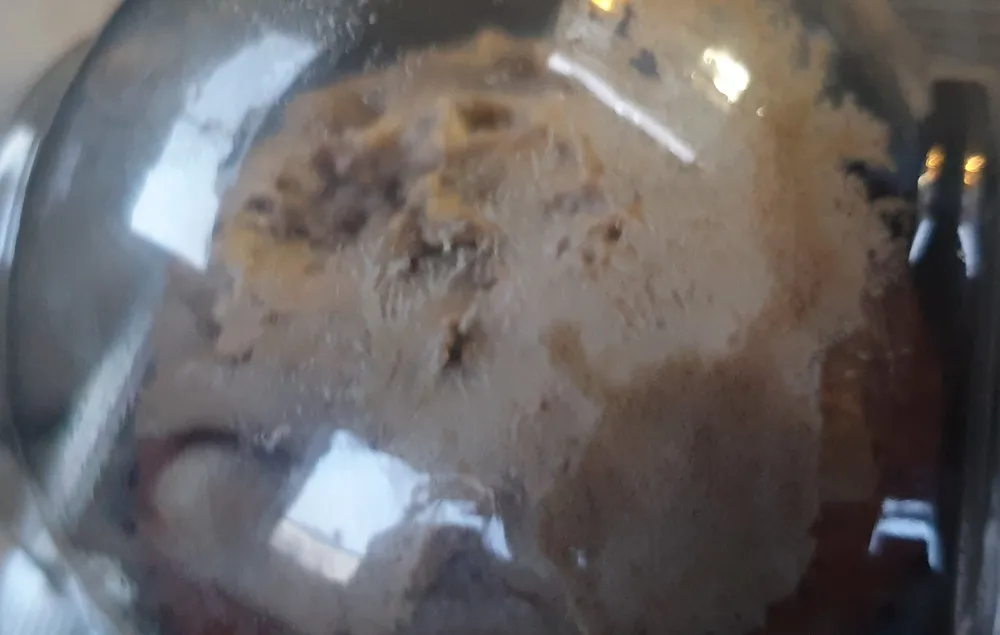 chocolate muffin