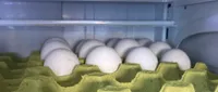 Huevo Blanco 30 piezas