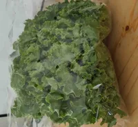 Salade Batavia