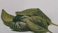 Epinards