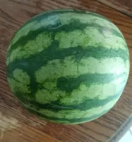 Mini Pastèque