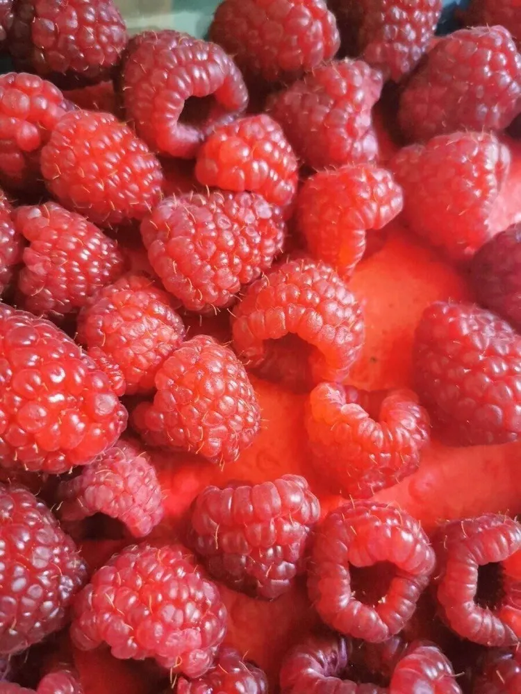 Framboises