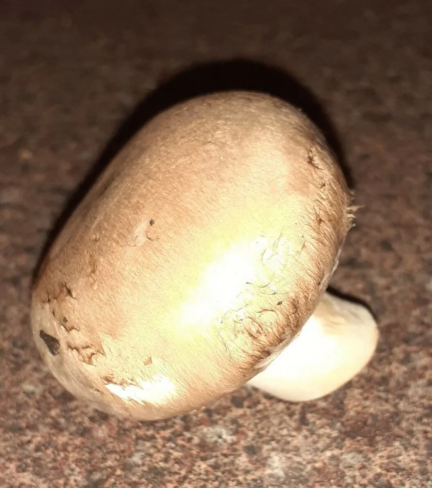 Champignons bruns du pays