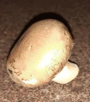 Champignons bruns du pays