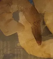 Pacifi prawns tail-on