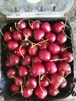Cerises rainier