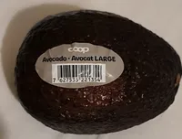 Avocado - Avocat Large