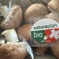 Champignons Bio braun