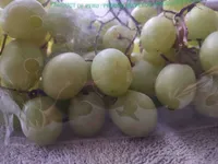 Green Seedless Grapes