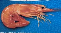 Gambón austral crudo congelado a bordo