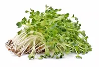 Broto Alfafa Hydrosalads