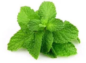 Hortela Hidro