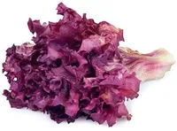 Alface Roxa Hidroponica Unidade