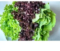 Salada Trio 1 Un.