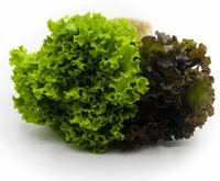 Green Salada Primavera Hort Variad