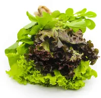 Green Salada Familia Hort Variados