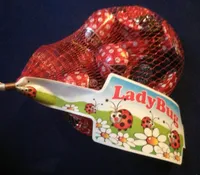 Lady bug chocolate