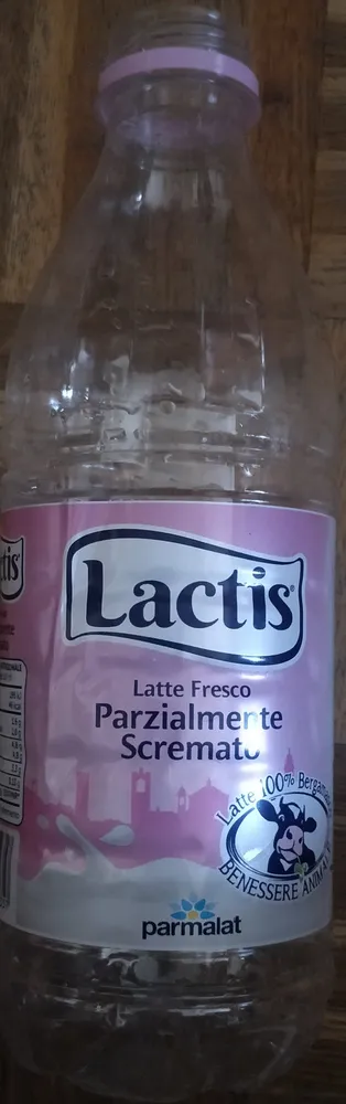 Lactis