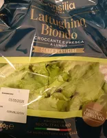 Lattughino Biondo