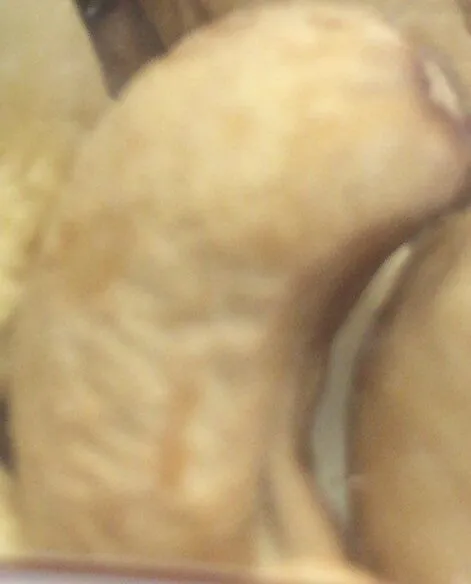 anacardi tostati