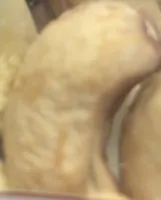 anacardi tostati