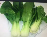 Pak choi