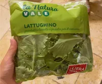 Lattughino