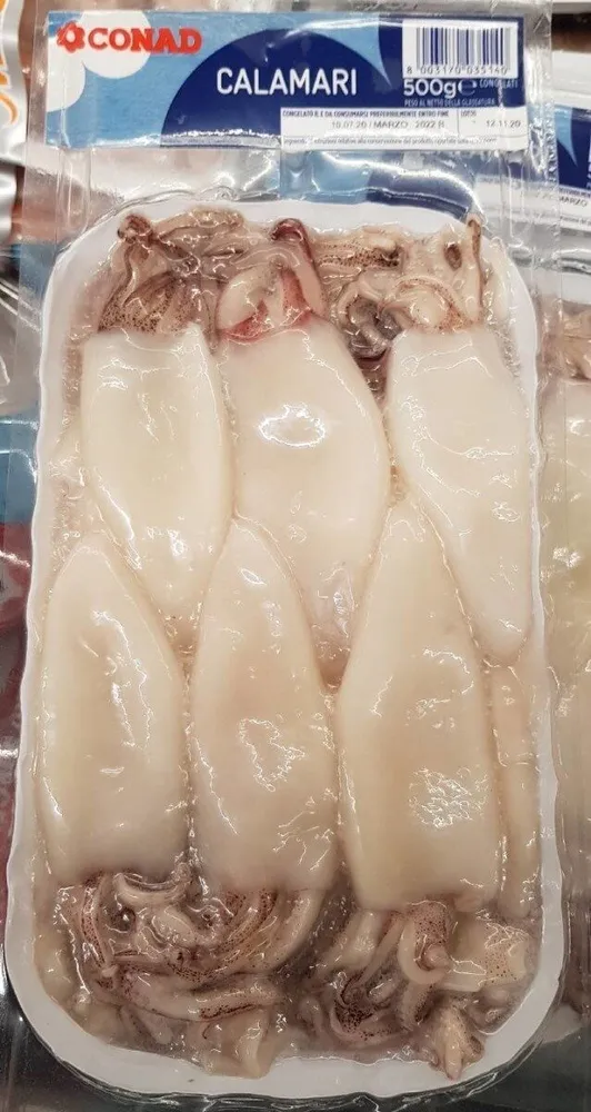 Calamari indopacifici