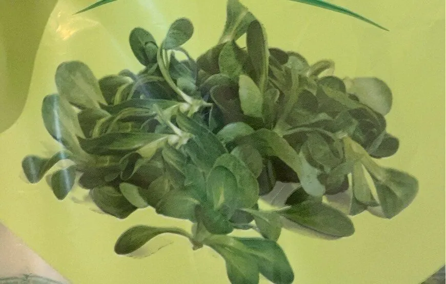 Valeriana